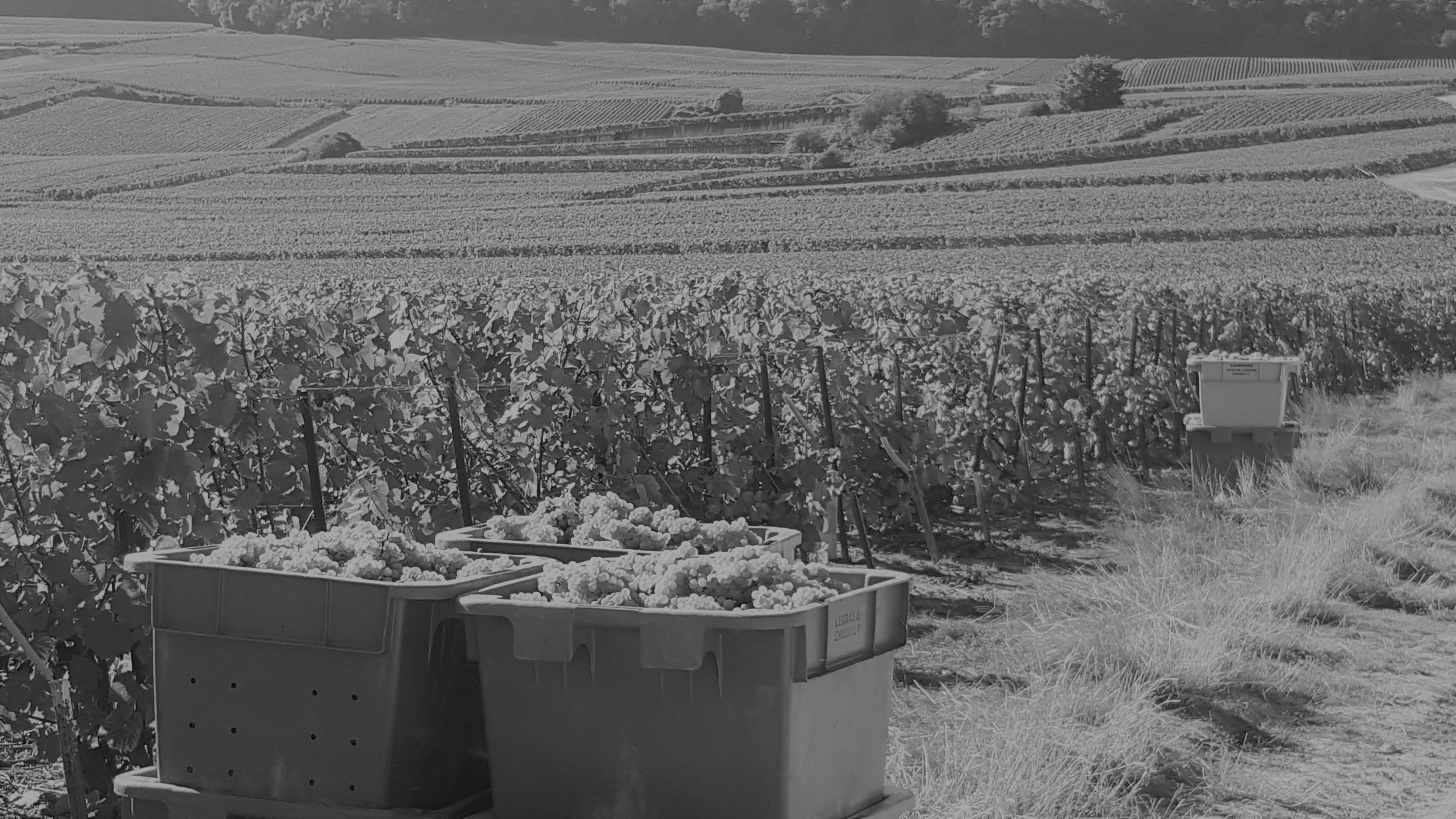 Présentation de Champagne Dominique Legras